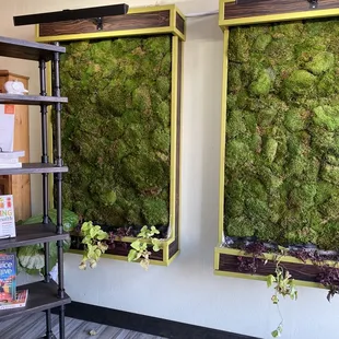 Yay plant walls