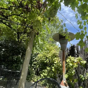 Enjoying our lunch under the grapes
