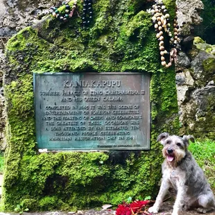 Our 15 year old schnauzer loved it