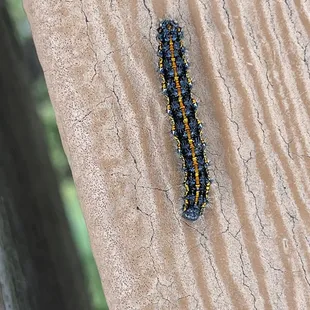 Caterpillar