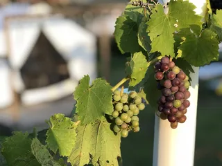 Slattery Vintage Estates