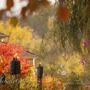 Sunset in our gardens