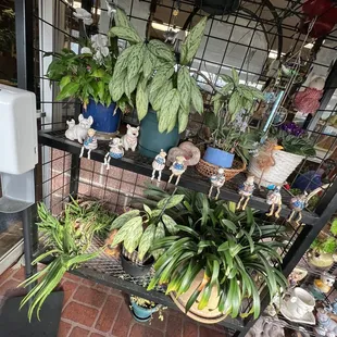 a variety of potted plants