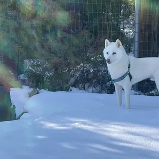 Bodhi on the stage in the Knott Hole back yard, winter 2023