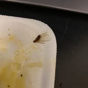 Horsefly