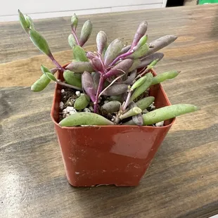 Succulent for earth day