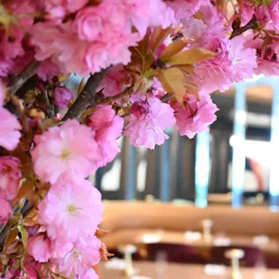 interior, sushi and sashimi