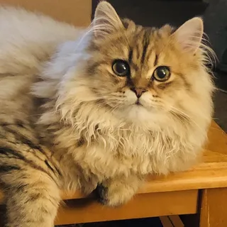 Chloe P.