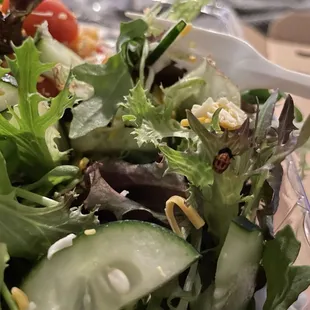 Bug salad