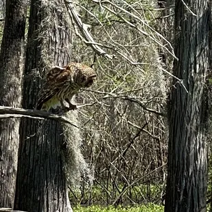 The Last Wilderness Swamp Tour