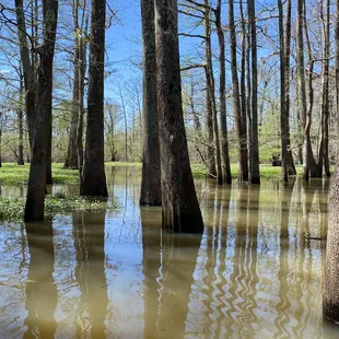 Atchafalaya river basin in March 2021