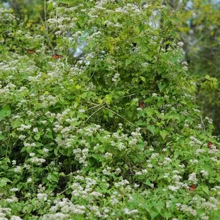 Viceroy butterflies. Swamp bottoms