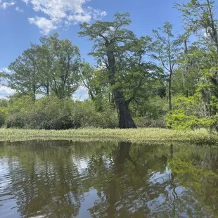 1500 year old cypress tree