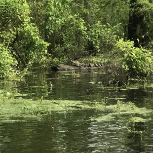 Juvenile alligator