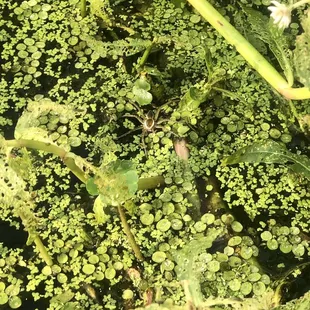 Fishing spider hiding in wait