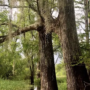 2 Cypress trees growing together