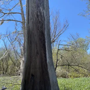 Gorgeous cypress tree