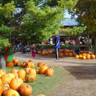 Pumpkins at The Little Farmer