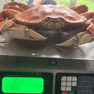 a crab on a scale