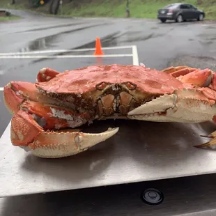 a crab on a table