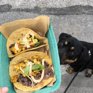 Duke was jealous of my black bean tostadas