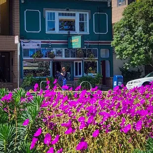 purple flowers in front of a building