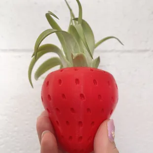 3D printed air plant holders.