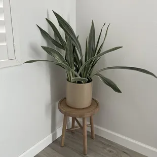 Beautiful medium to large sized snake plant of my dreams!