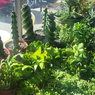 More.  Check out those swirly cacti!