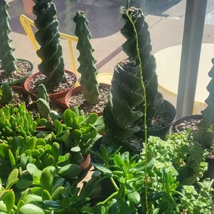 Super unusual and pricy succulents.