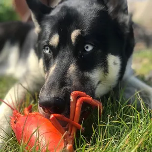 a dog chewing on a lobster