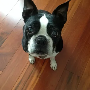 a boston terrier looking up at the camera