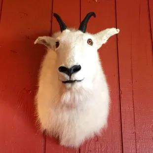 A kind, inquisitive goat to listen to your troubles and musings with friends. Very &apos;Twin Peaks.&apos; Welcome to the Lodge!