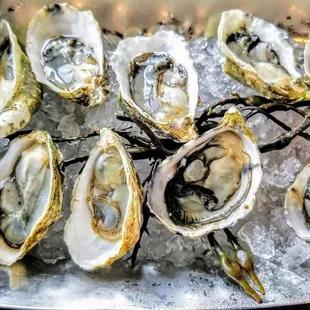 The world is your oyster...but these are all mine baby!