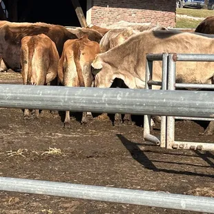 Cows on their property