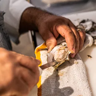 fresh shucked oysters daily