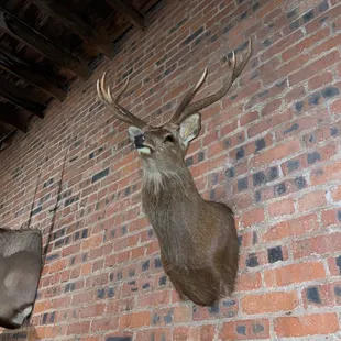 A friend who got grilled for dinner at this restaurant.  Lots of wild game specials