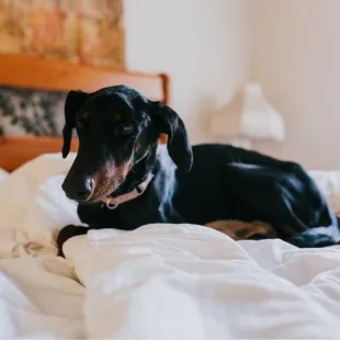 Dog friendly for all the rooms / cabins! Just a $30 charge per dog - 2 dog max!