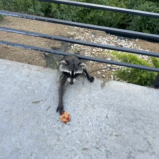 This cute little lady was here for dinner.