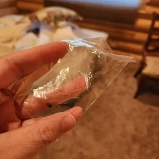 Bed bug from bunk bed