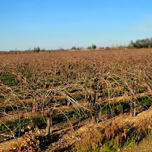 a field of dry grass
