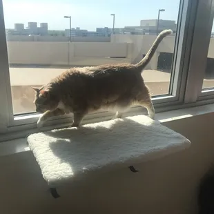 My cat love the window ledge so much