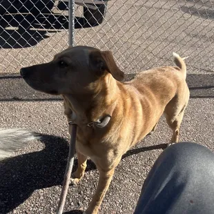 They have a inside and outside patio with fire pits. Pups are allowed in both.