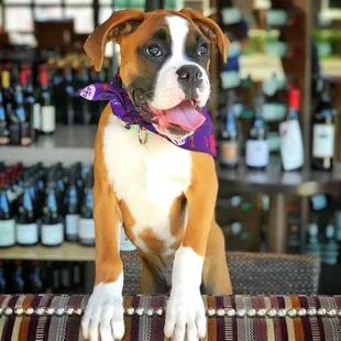 I love being able to take my dog with me