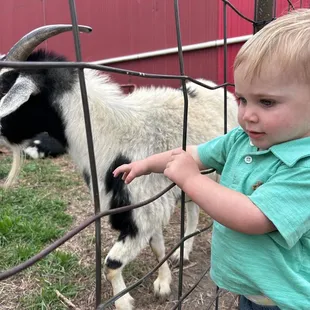 Pigs, goats, and all kinds of friends