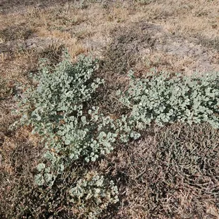 No mower can stop this weed.