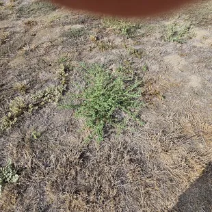 The mower bounced off the weed.