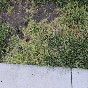 grass a cow wouldn't eat