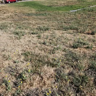 Apparently our builder, Hovnanian, is responsible for the landscapers (chosen by our HOA) not mowing the 2 foot high weeds.