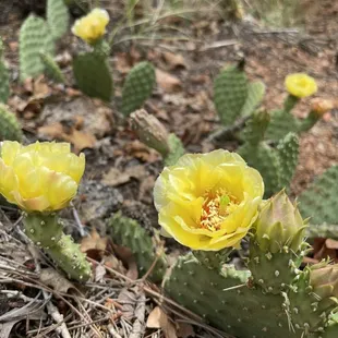 Blooms along the trail